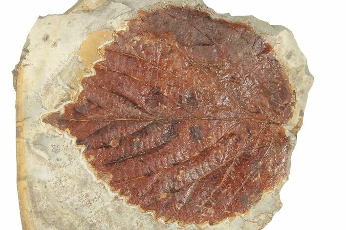Fossil Leaf (Davidia) - Montana #190429